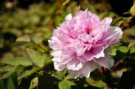 牡丹花颜色|盘点牡丹的十一花型和八大花色，你知道几个？